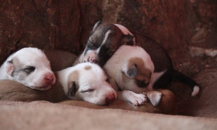 It’s a pupper’s life
