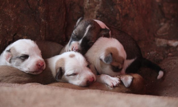 It’s a pupper’s life