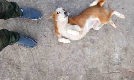 Furry friends and river scenes