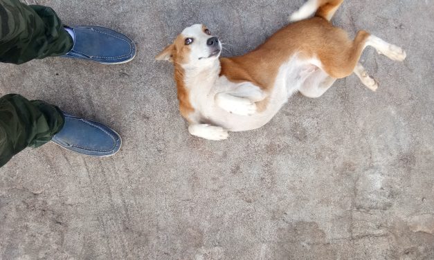 Furry friends and river scenes