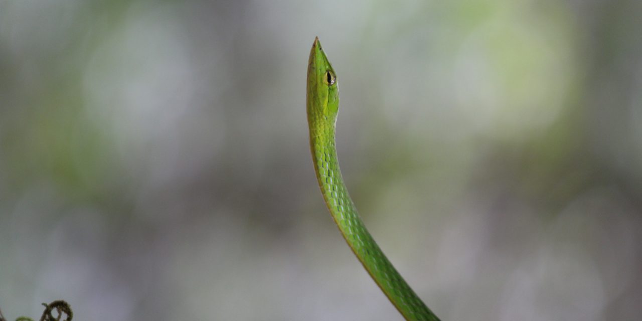 In the green
