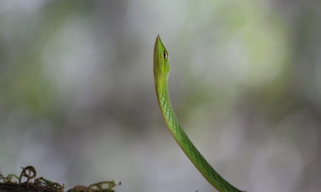 In the green