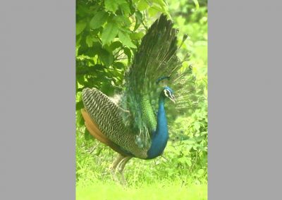 Peacock