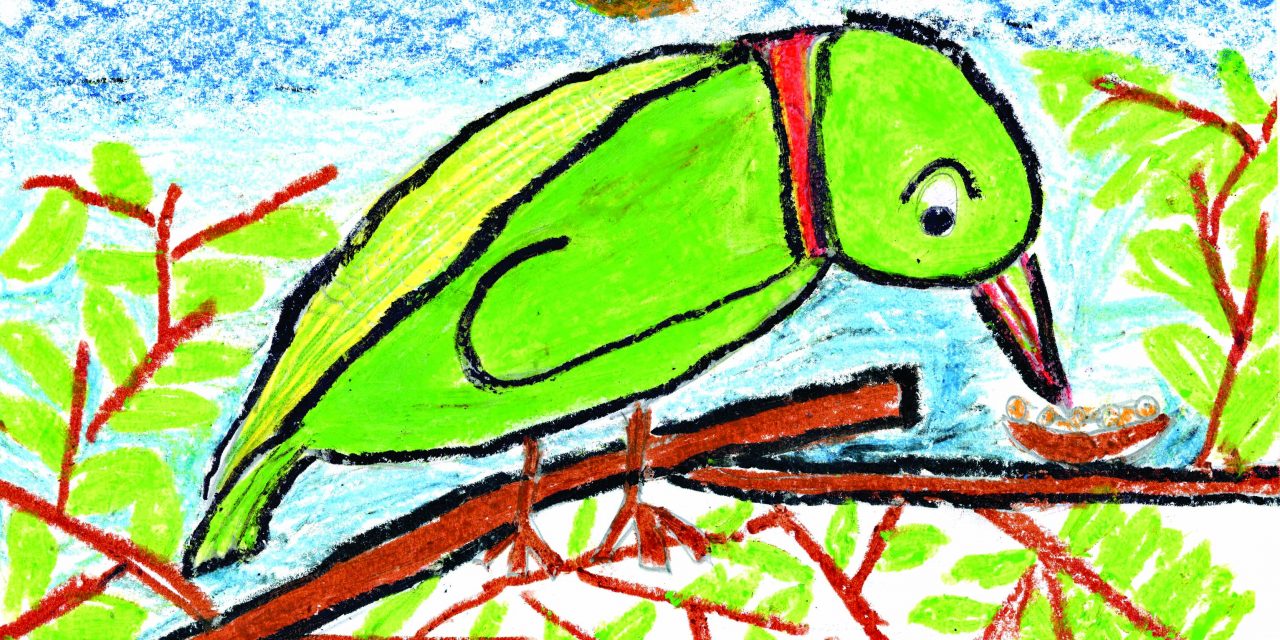 Pretty parrot