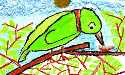 Pretty parrot