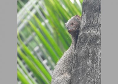mongoose
