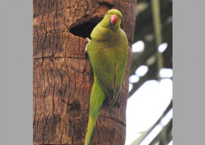 parrot