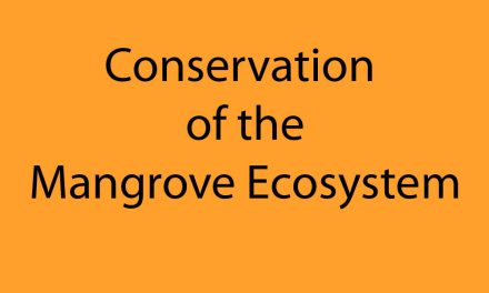 Conservation of the Mangrove Ecosystem