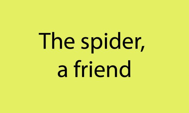 The spider, a friend
