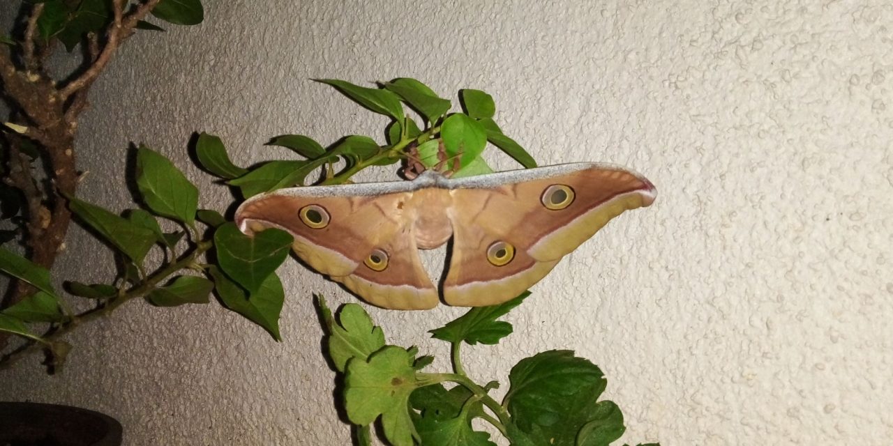 Conserve Butterflies. Save Environment