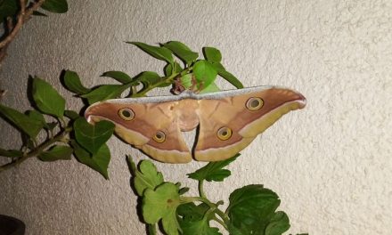 Conserve Butterflies. Save Environment