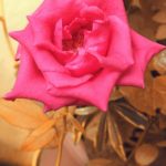 Bloom and grace