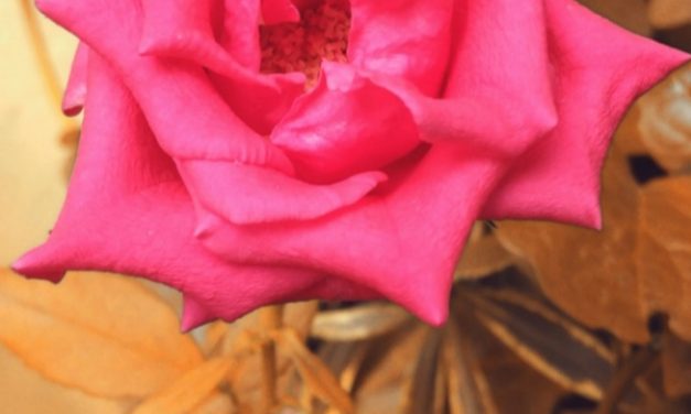 Bloom and grace