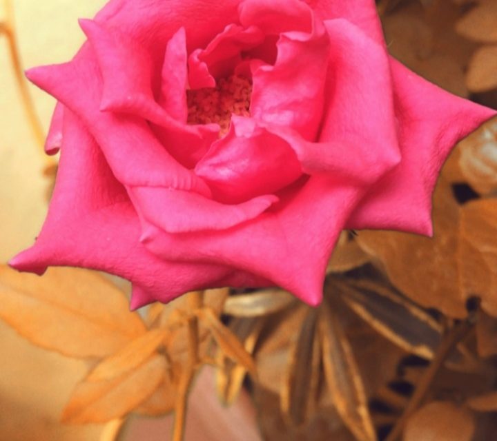 Bloom and grace