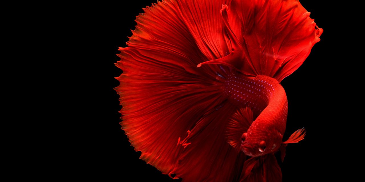 AITD student sets up ornamental fish shop