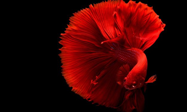 AITD student sets up ornamental fish shop