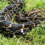 Getting to know the python next door