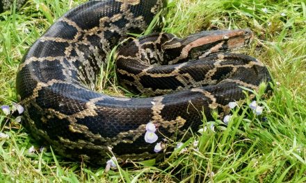 Getting to know the python next door